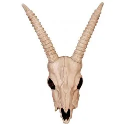 SKELETON GAZELLE HEAD